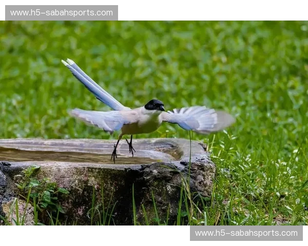 圣詹姆斯公园的烽火：当“喜鹊”振翅欲撼“蓝月”